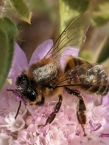 Apis mellifera